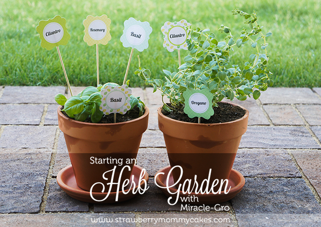 Starting an Herb Garden with Miracle-Gro | Includes FREE Printables on www.strawberrymommycakes.com